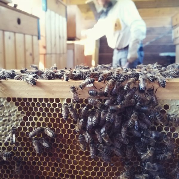 včelár <br> huawei mate 20 lite
